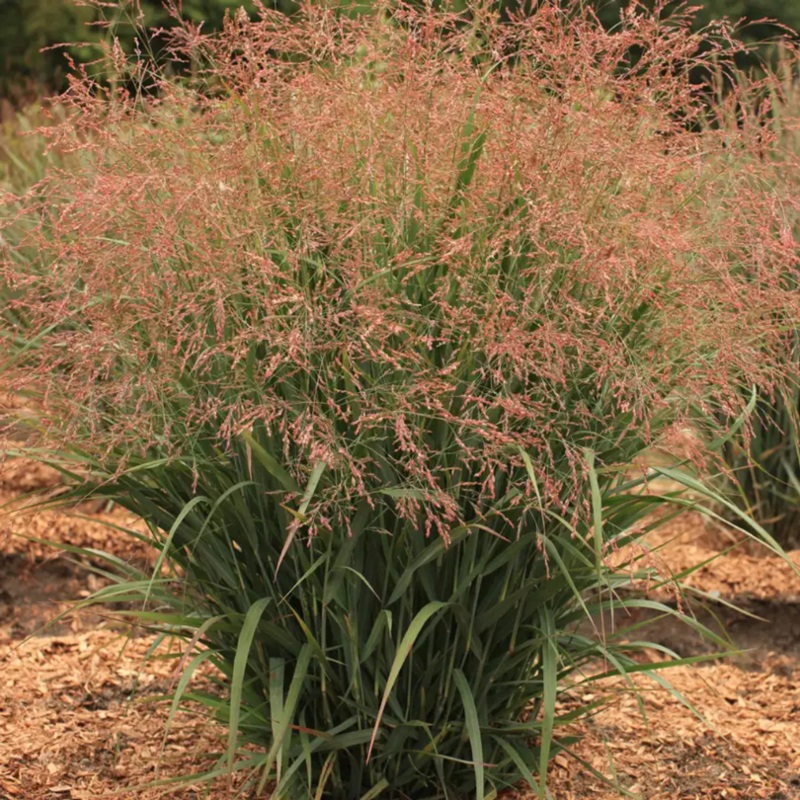 Dream Catcher Smoky Rose Switchgrass (Panicum)