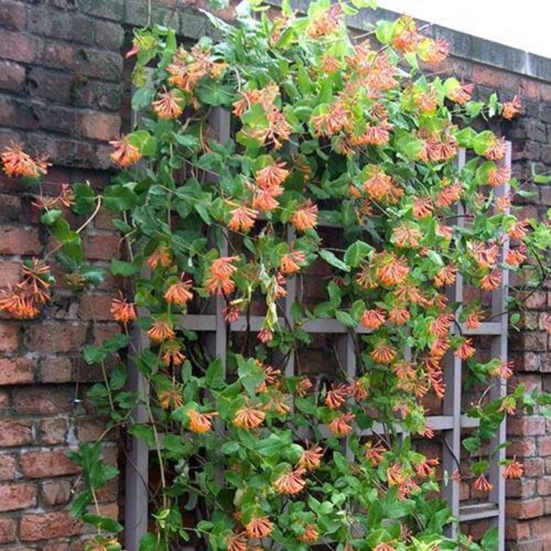 ‘Dropmore Scarlet’ Honeysuckle Vine (Lonicera)