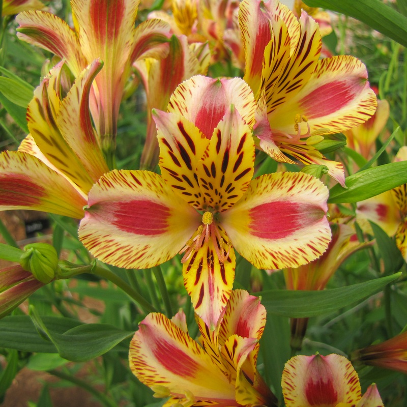 ‘Duchess Marguerite’ Peruvian Lily (Alstroemeria)