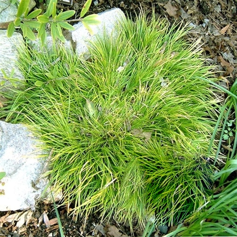 Dwarf Sweet Flag (Acorus)|One Quart