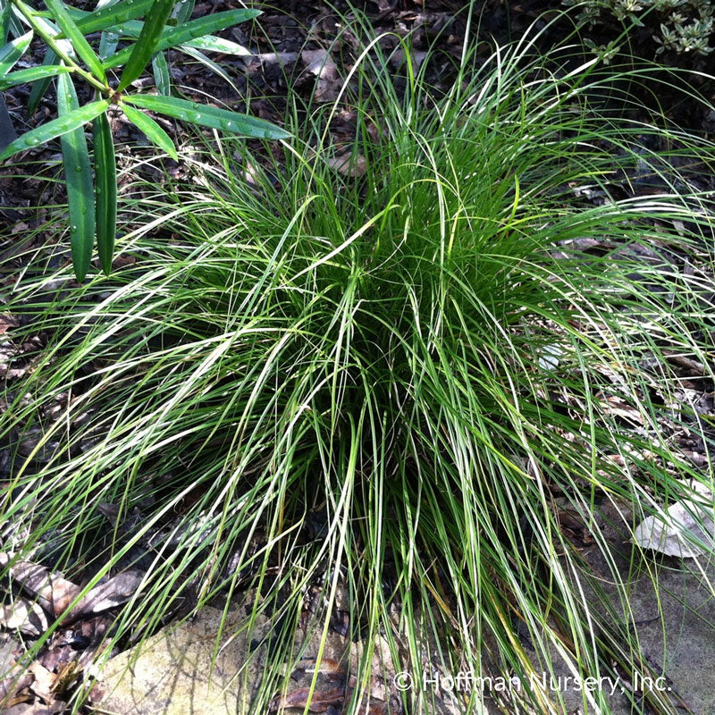 Eastern Star Sedge (Carex)|One Quart