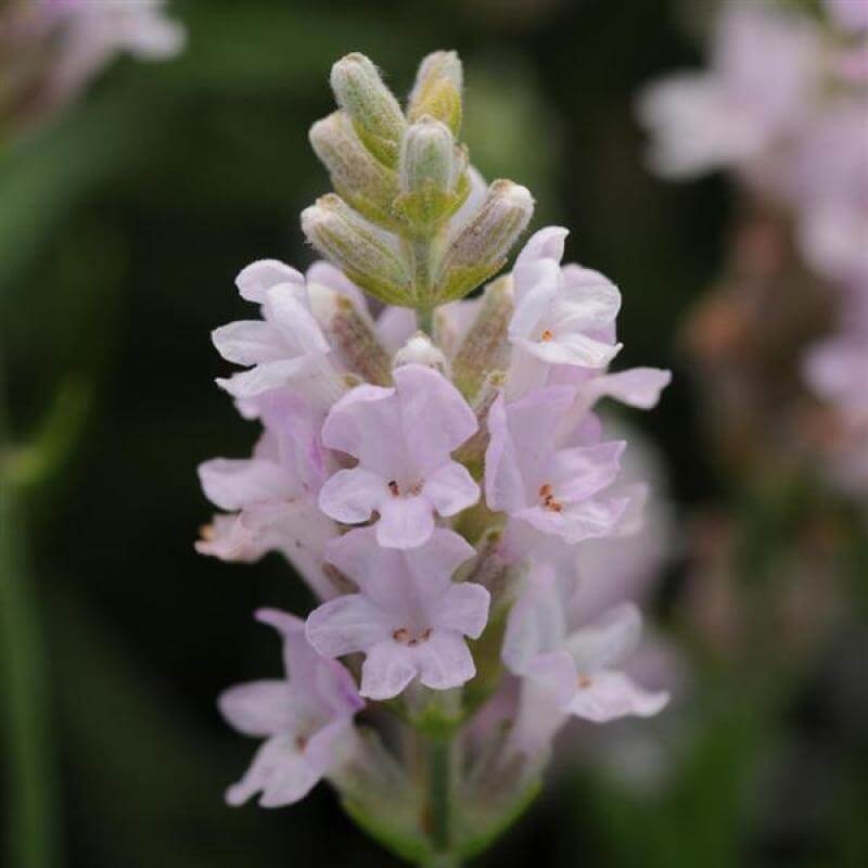 ‘Ellagance Pink’ Lavender|One Quart