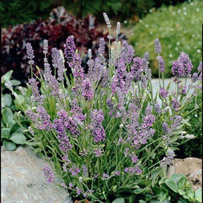 ‘Ellagance Sky’ Lavender|One Quart
