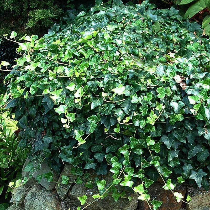 English Ivy (Hedera)|32 Landscape Plugs|One Quart