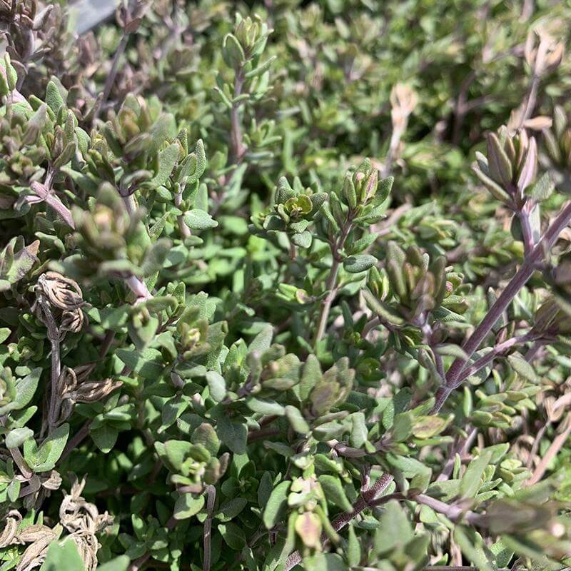 English Thyme|Three Inch