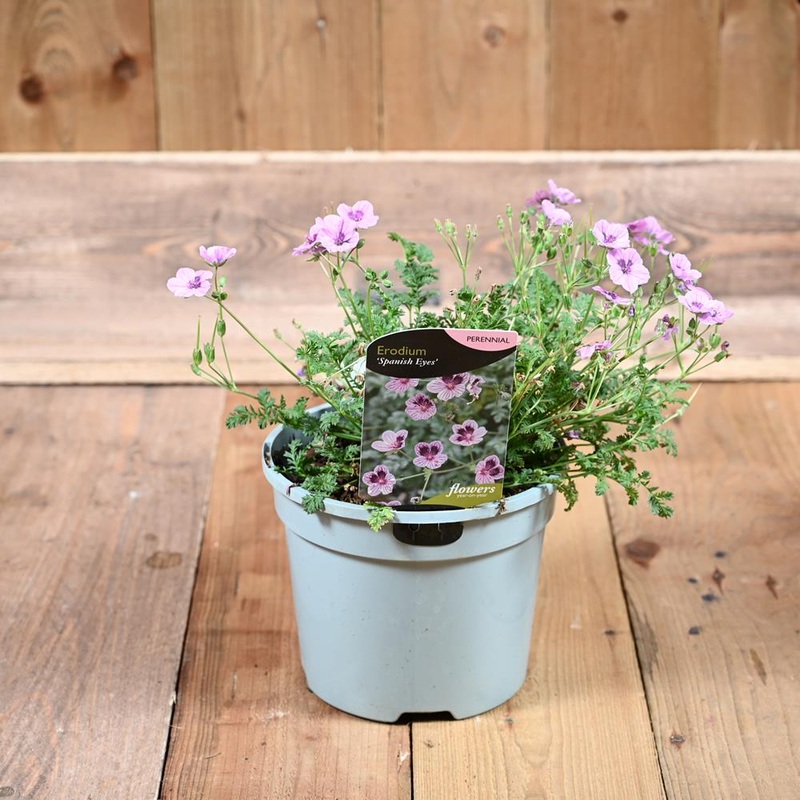 Erodium Pelar.Spanish Eyes 3L
