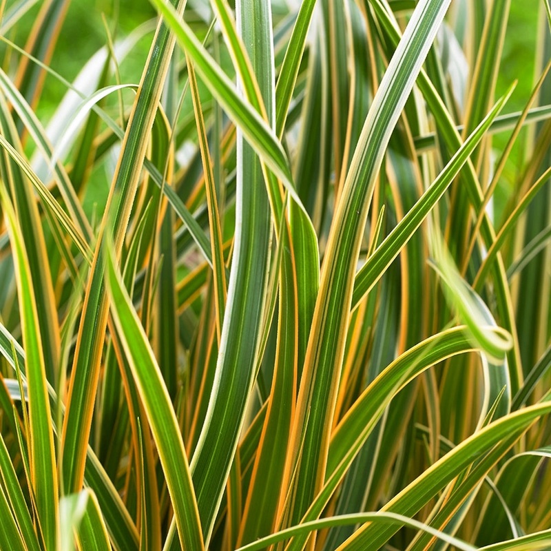 EverColor ‘Everglow’ Sedge (Carex)