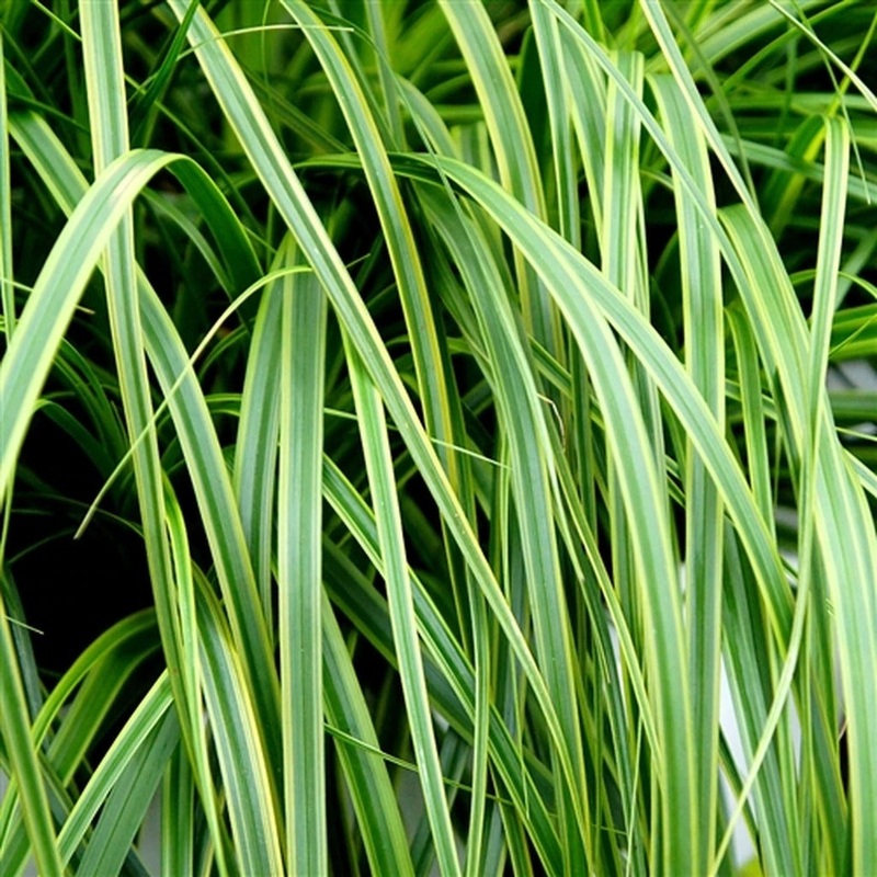 EverColor ‘Everlime’ Sedge|One Quart