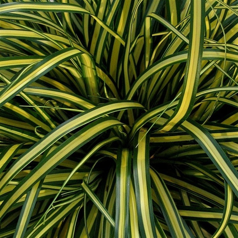 EverColor ‘Everoro’ Sedge (Carex)