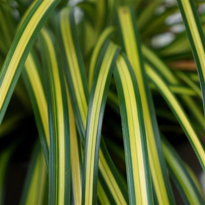 EverColor ‘Eversheen’ Sedge|One Quart