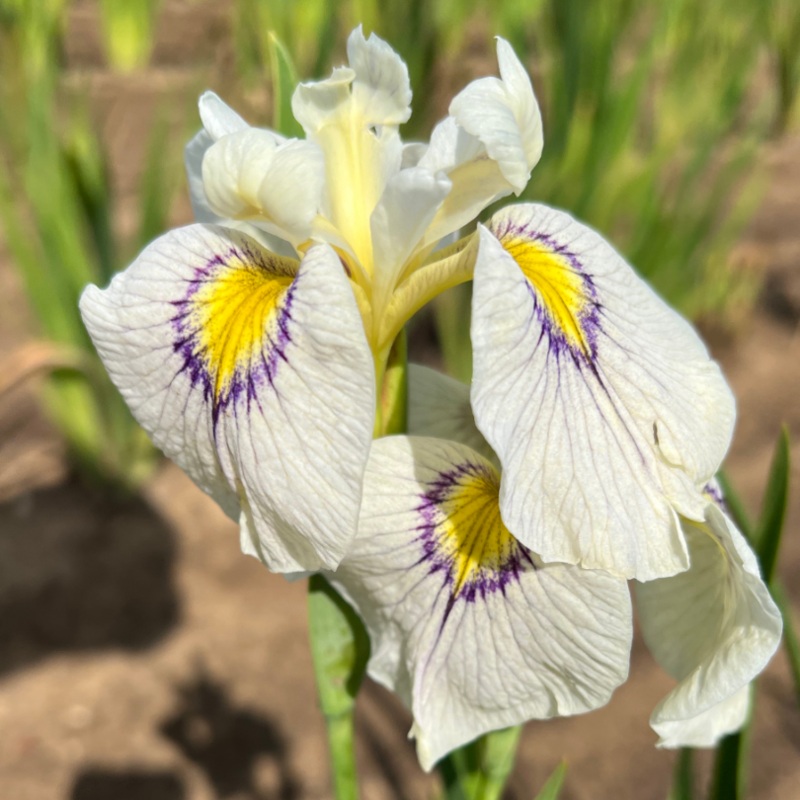 ‘Eye Liner’ Pseudata Iris|One Quart