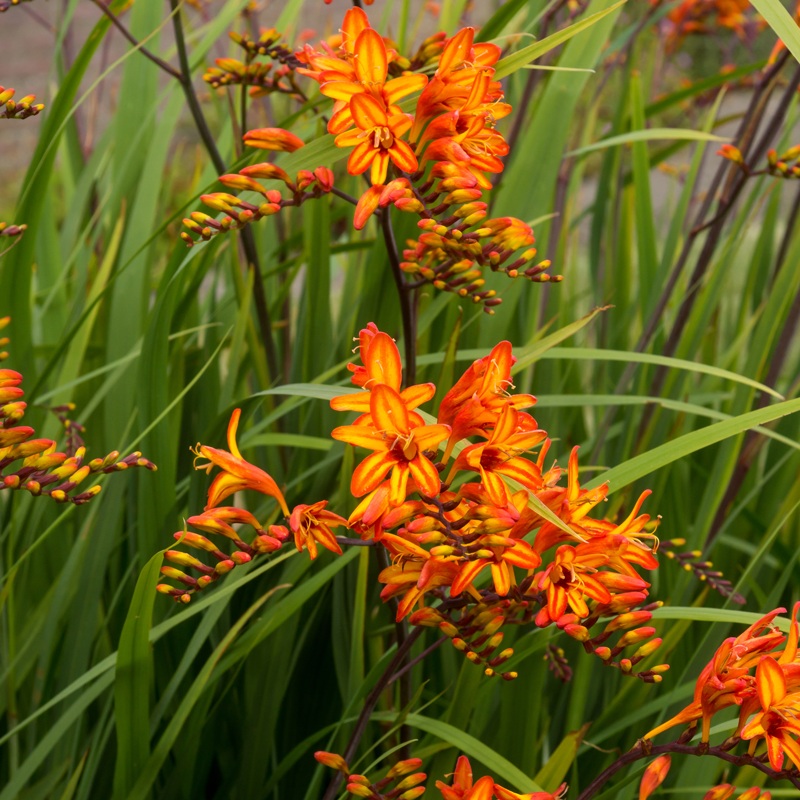 ‘Firestarter’ Montbretia (Crocosmia)