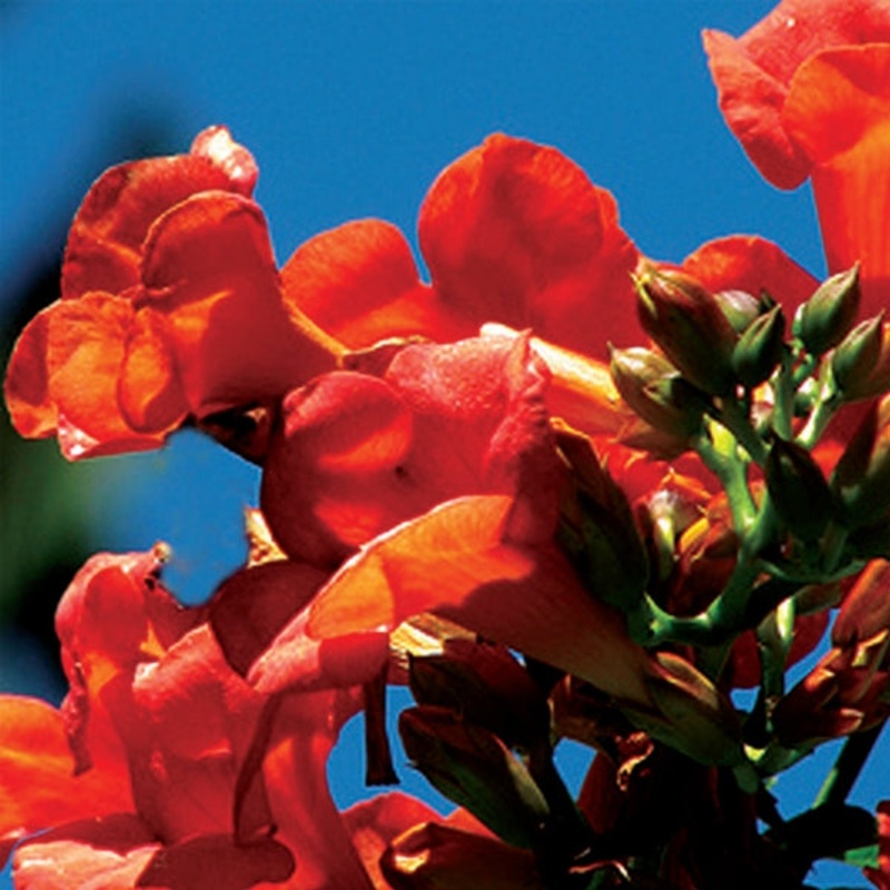 Flamenco Trumpet Vine (Campsis)