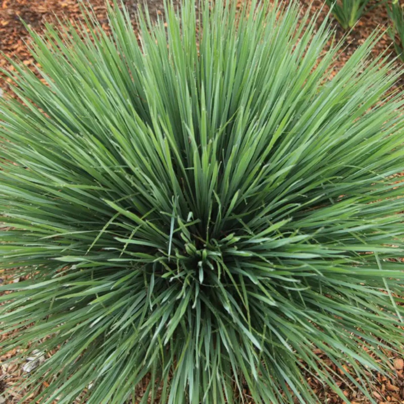Free Spirit Exclamation Point Little Bluestem (Schizachyrium)