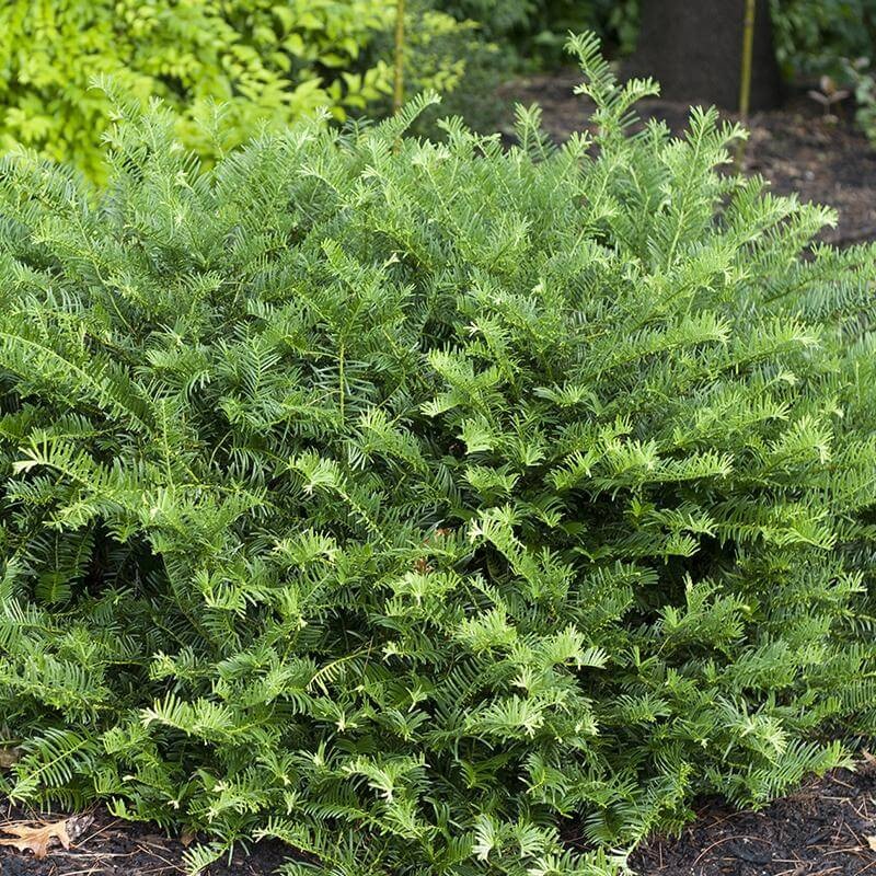 ‘Fritz Huber’ Plum Yew|Two Quart