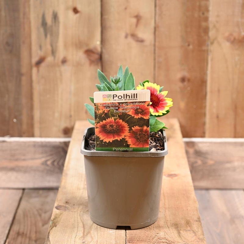 Gaillardia Guapa ‘Flamenco Bicolour’ 3L