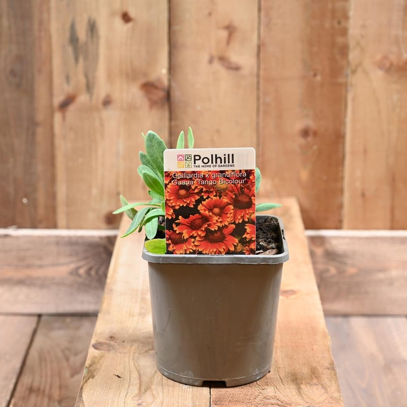 Gaillardia Guapa ‘Tango  Bicolour’-3L