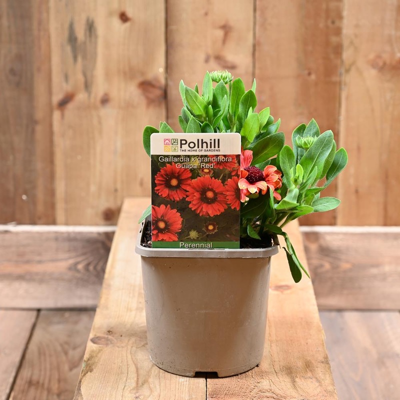 Gaillardia X Grandiflora Guapa ‘Red’-3L