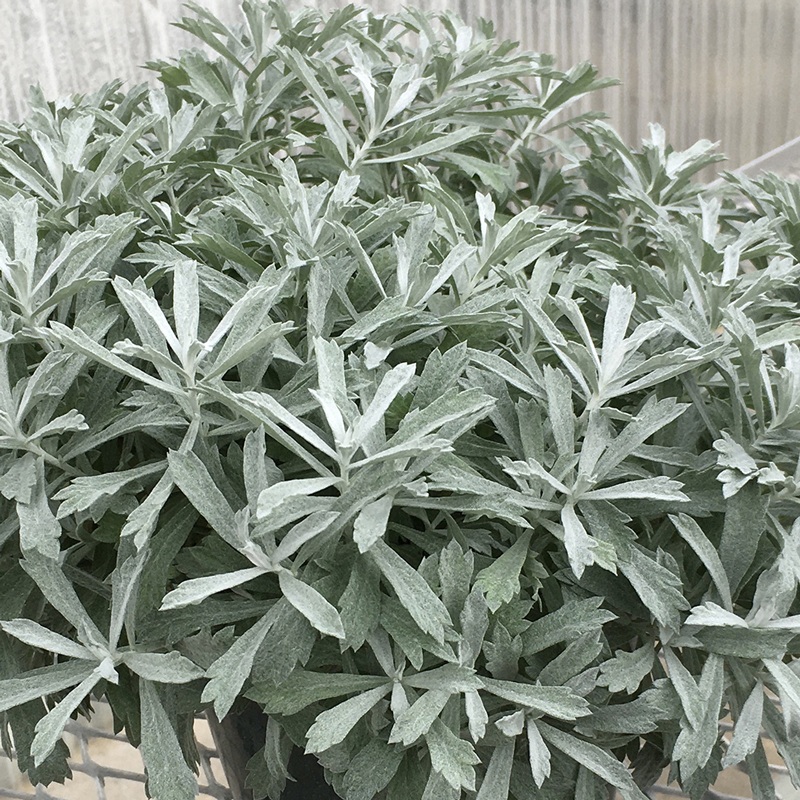 GardenGhost Wormwood (Artemisia)