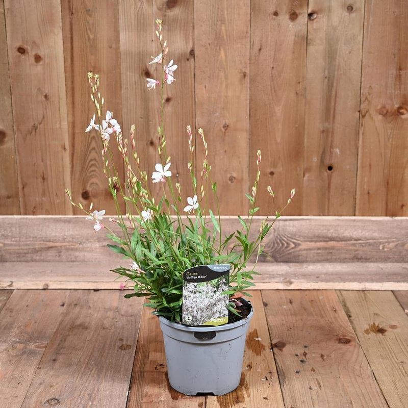 Gaura Belleze White 3L