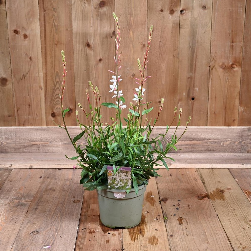 Gaura Whirling Butterflies 3L