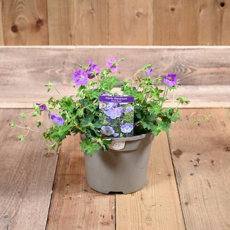 Geranium Azure Rush 3 Litre