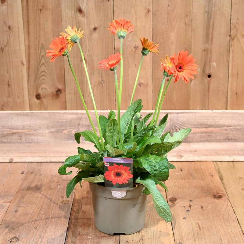 Gerbera Sweet Sunset (Orng-Ylw Biclr) 3L