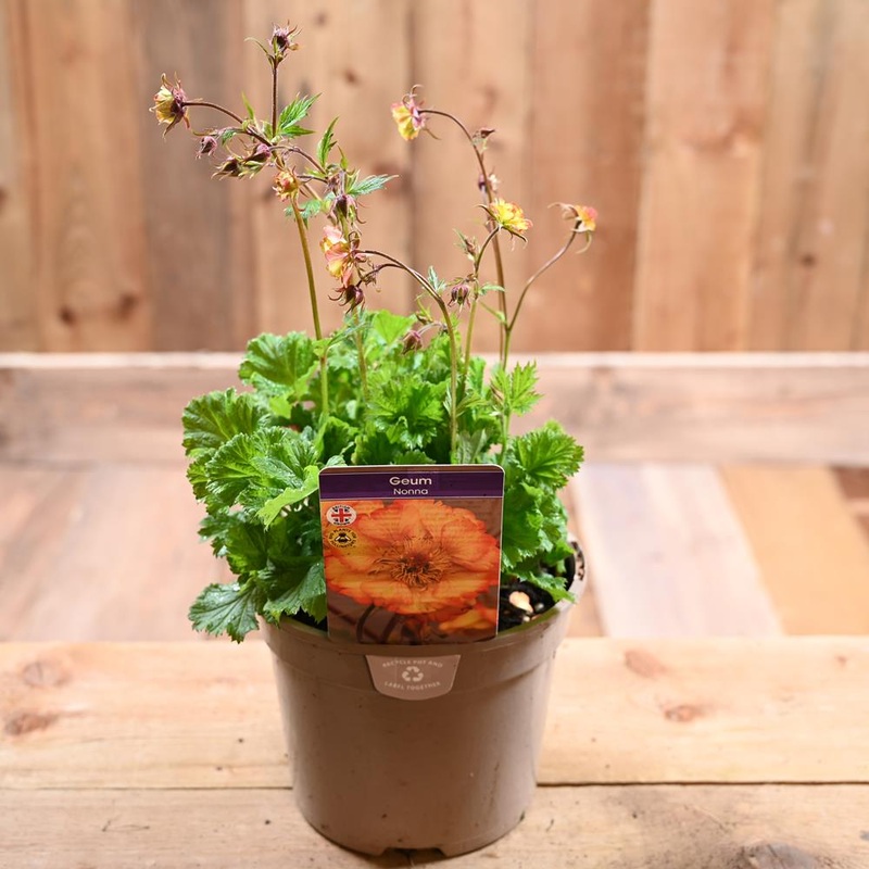 Geum Nonna 2 Litre