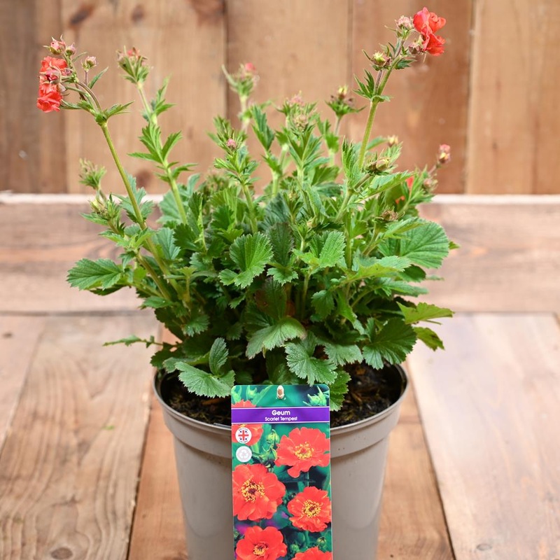 Geum Scarlet Tempest
