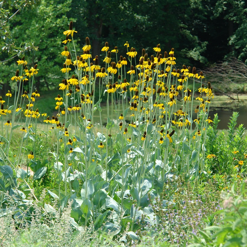 Giant Coneflower (Rudbeckia)|One Quart
