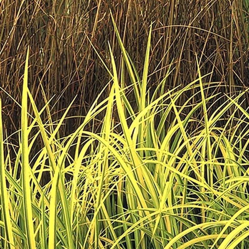 Golden Sweet Flag|One Quart