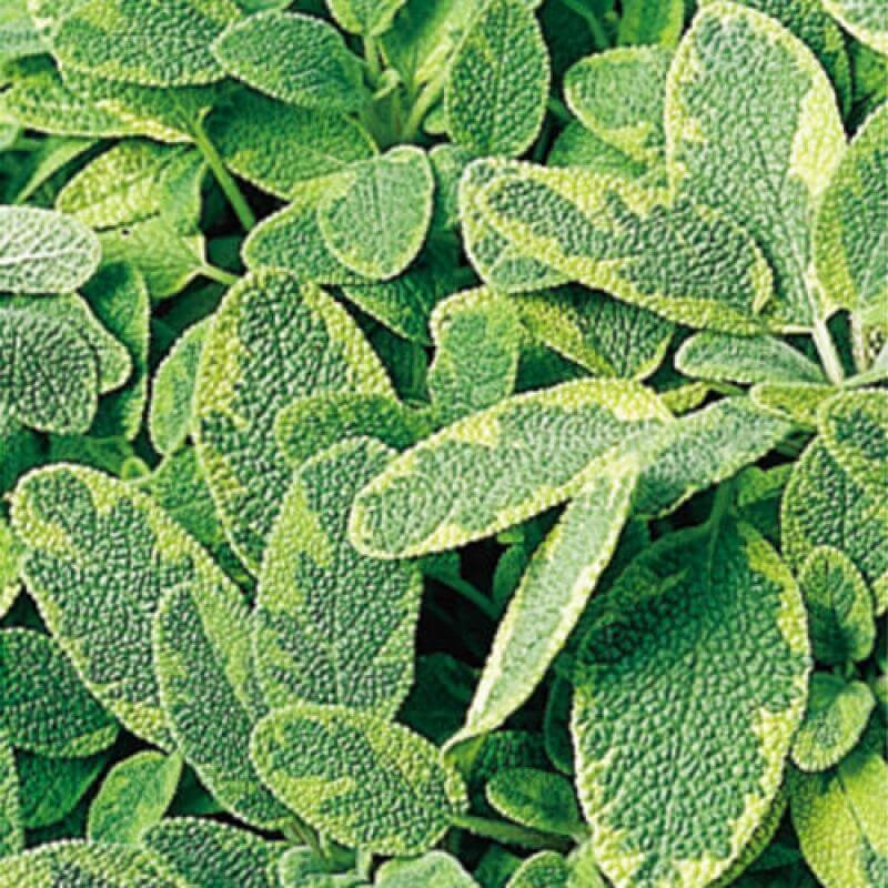 Golden Variegated Sage|Three Inch
