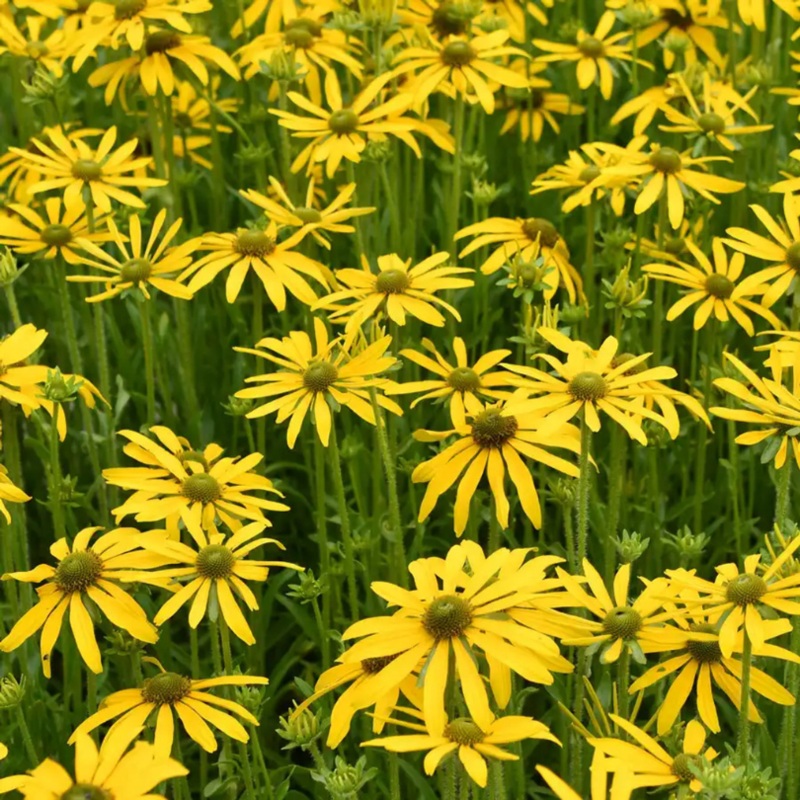 ‘Green Eyed Lady’ Black-Eyed Susan (Rudbeckia)