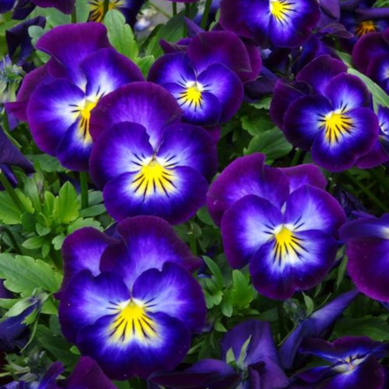 ‘Halo Violet’ Violet (Viola)|One Quart