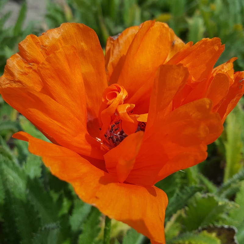 ‘Harvest Moon’ Oriental Poppy (Papaver)