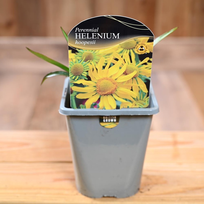 Helenium Hoopesii 1L