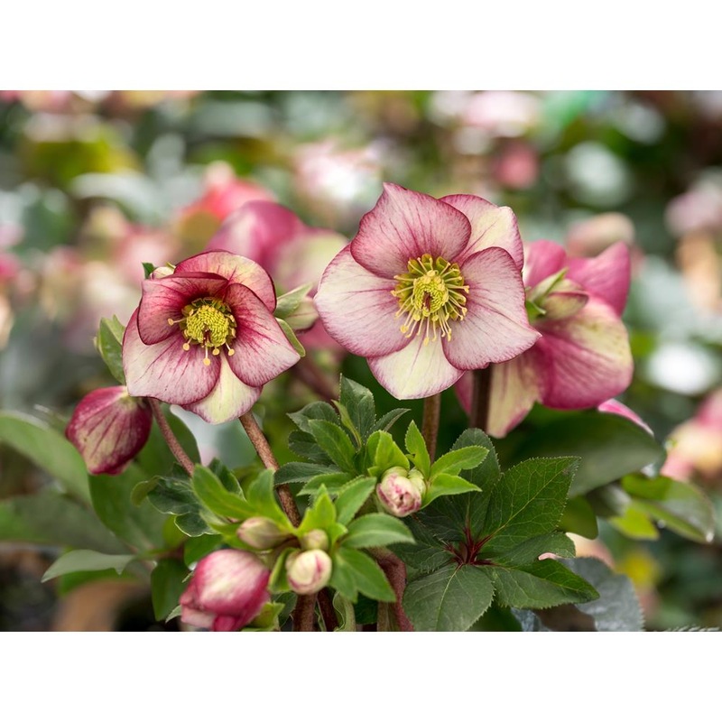 Helleborus  Ice N’ Roses Carlotta 4.5L