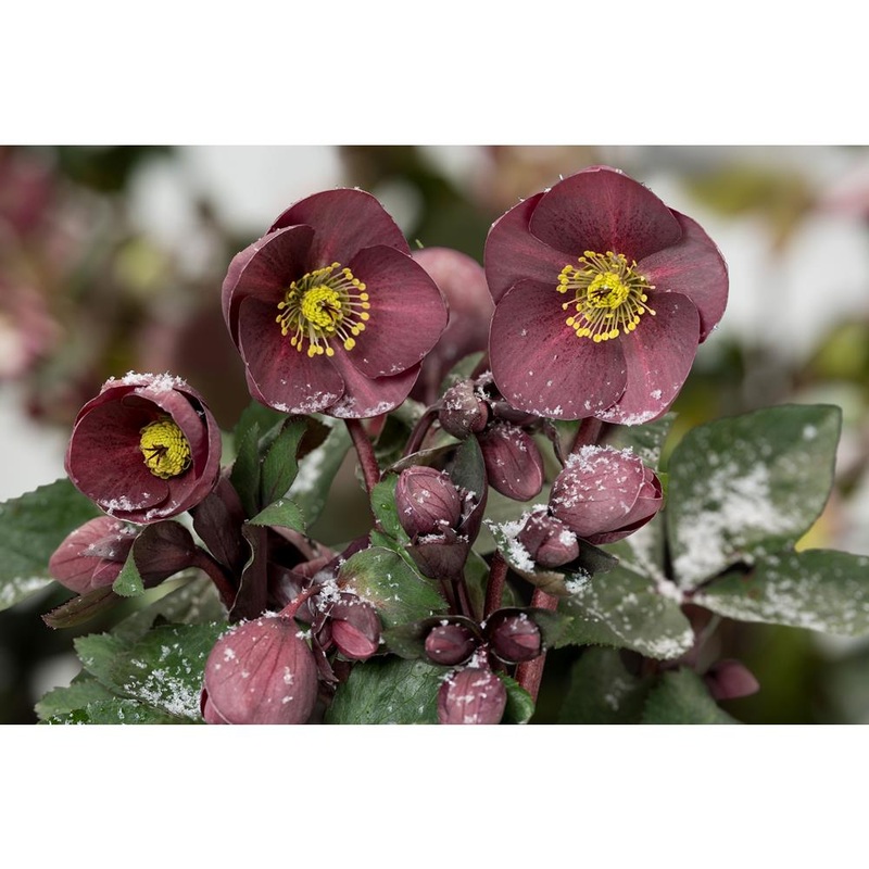 Helleborus Ice N’ Roses Nightingale 4.5L
