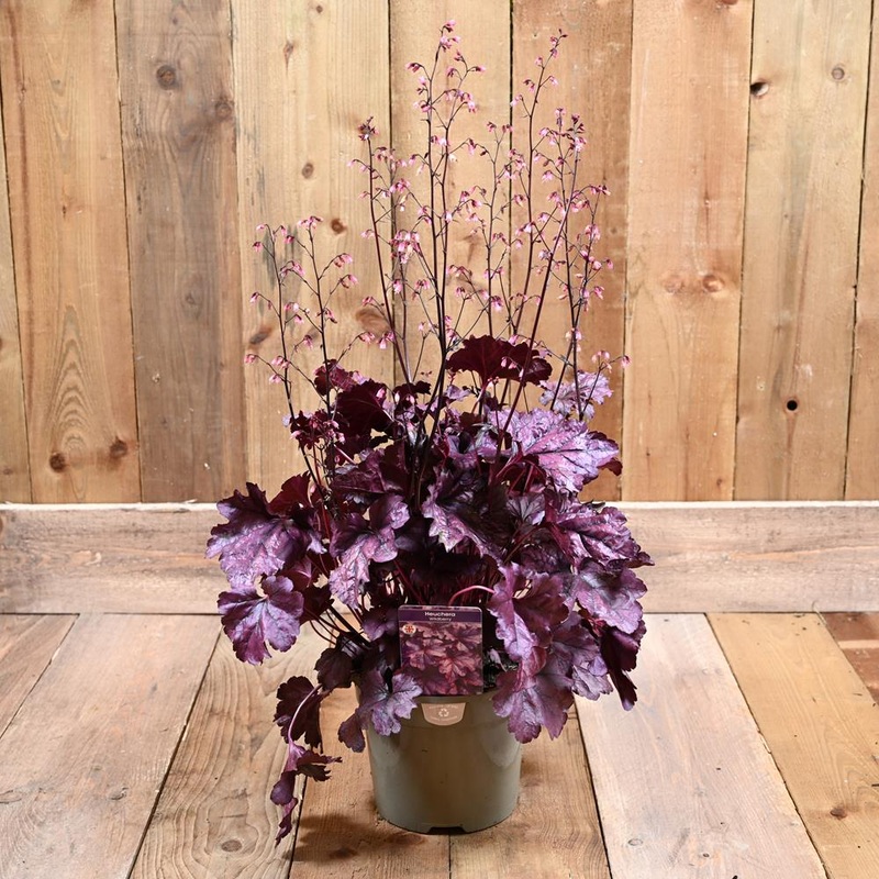 Heuchera Wildberry 3 L