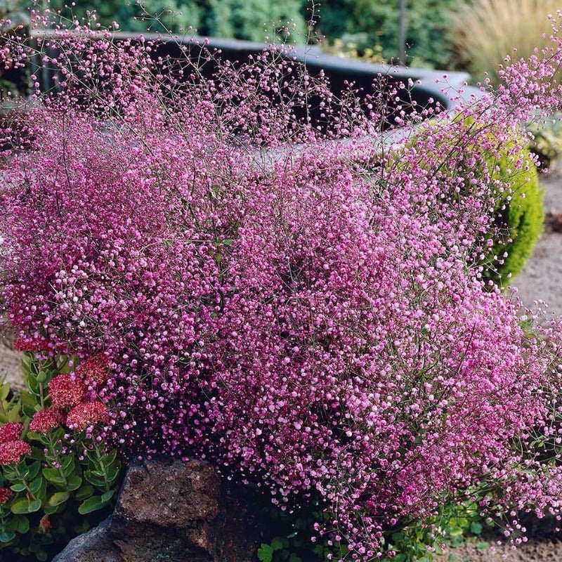‘Hewitt’s Double’ Chinese Meadow Rue (Thalictrum)