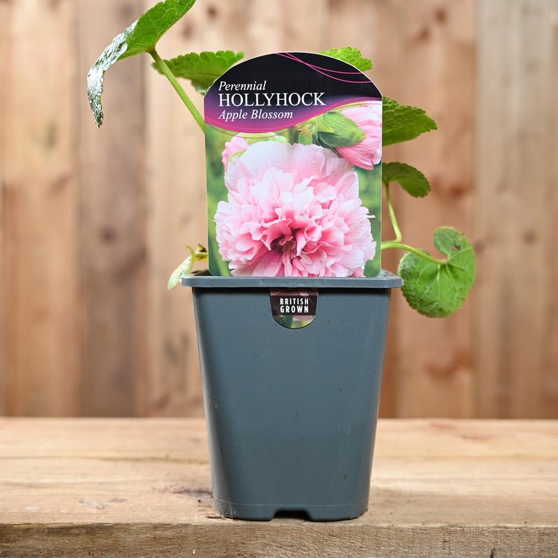 Hollyhock (Alcea) Apple Blossom 1L