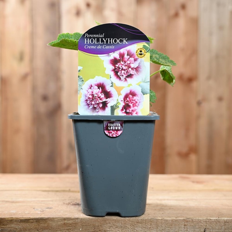 Hollyhock (Alcea) Creme De Cas