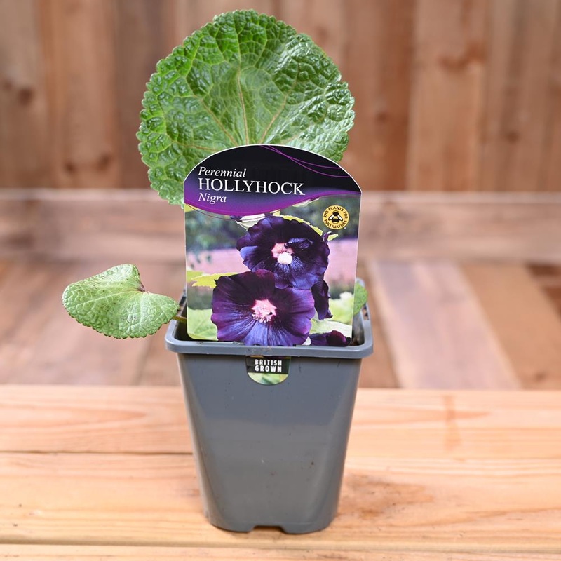 Hollyhock (Alcea) Nigra 1L