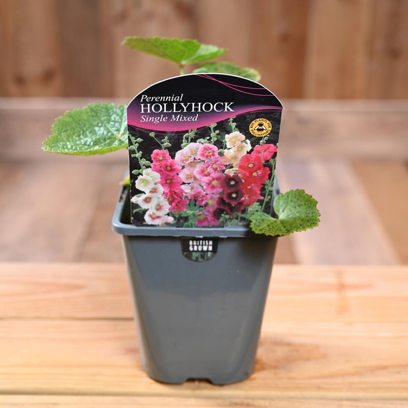 Hollyhock (Alcea) Single Mixed