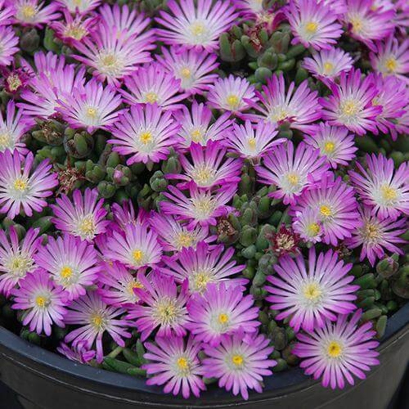 Hot Cakes ‘Fig Fusion’ Ice Plant