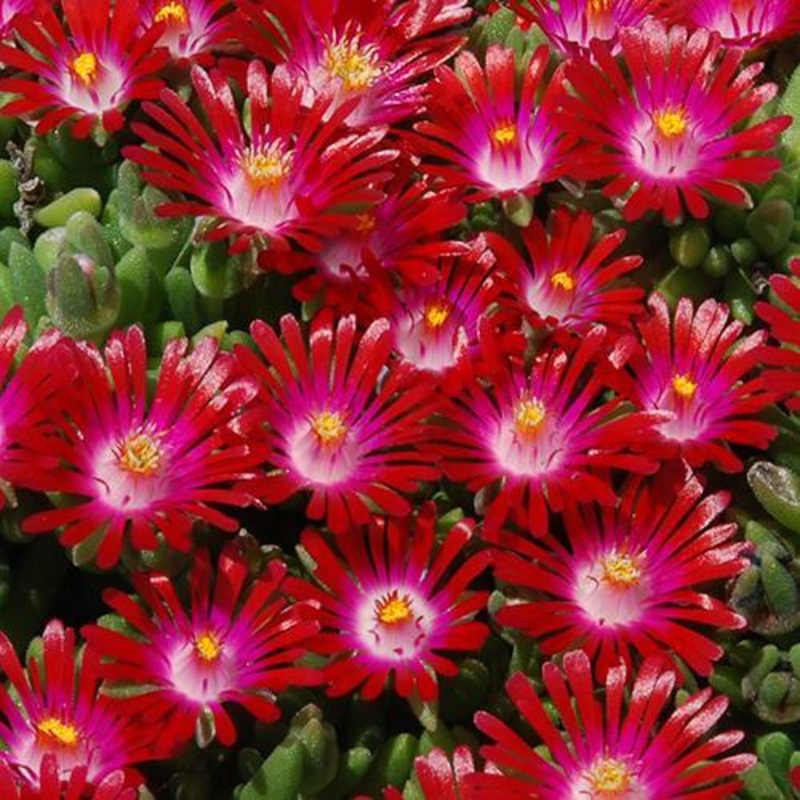 Hot Cakes ‘Saucy Strawberry’ Ice Plant