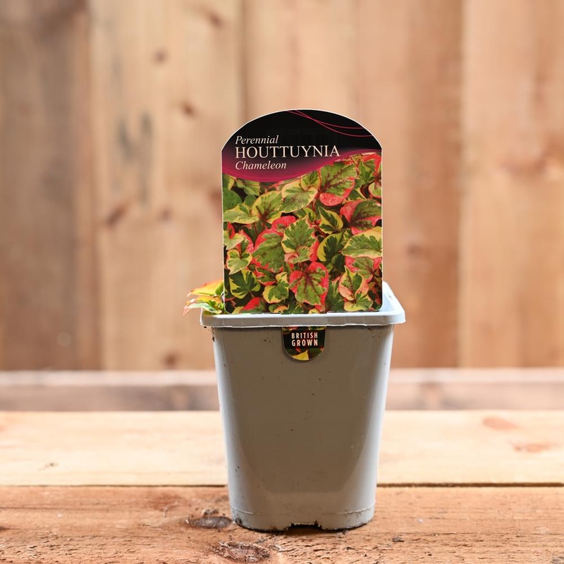 Houttuynia Cordata Chameleon 1