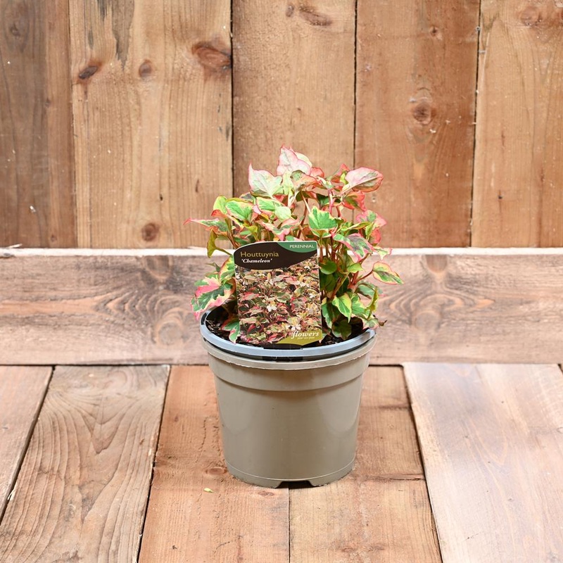 Houttuynia Cordata Chameleon 3L
