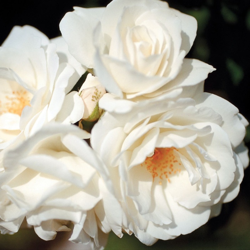 Iceberg Climbing Rose|One quart