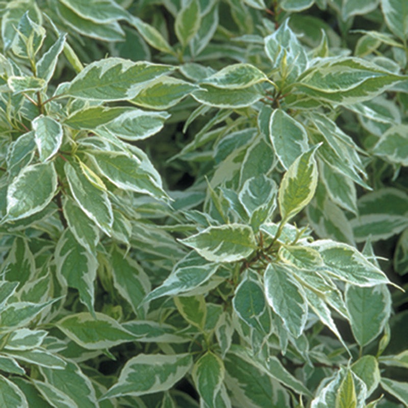 Ivory Halo Red-Twig Dogwood|One Quart
